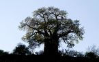 UNE TOUBAB AU PAYS DES BAOBABS