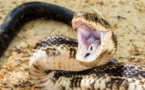 Niacoulrab : Un serpent cause la mort d’un jeune garçon