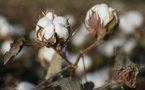 Sénégal: hausse de 11% du prix du kilo de coton payé au producteur