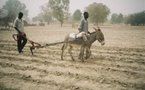 INSECURITE ALIMENTAIRE : La récupération des terres arides et l’agroforesterie, une solution