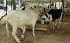 Recrudescence des vols de moutons « Ladoum »: Les éleveurs réclament des armes à feu