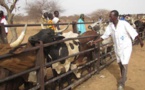 Peste équine au centre du Sénégal: 1.332 têtes de bétail mortes dans le département de Birkilane