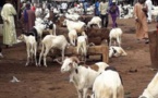 Marchés à bétail de Séwékhaye et Toubatoul, deux sites aux fortunes diverses