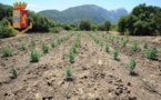 Italie: Arrestation d’un Sénégalais « gérant » d’une plantation de marijuana