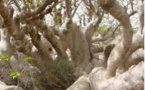 VIDEO - Extraordinaires baobabs de l'île aux serpents (Iles de la Madeleine) - Sénégal