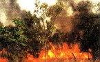 Série d’incendies mystérieux dans des villages de Vélingara