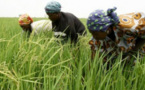 Compétitivité dans la culture du riz : Le Sénégal plus performant que la Thaïlande