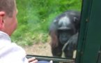 Un singe demande qu'on l'aide à s'évader d'un zoo