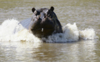 Tambacounda : Un Hippopotame fait des ravages