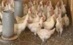 Les accouveurs veulent lancer la découpe du poulet