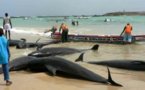 Thiès : Une grosse baleine s’échoue à Kayar