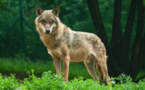 Un loup tue un enfant de cinq ans en Irak