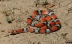 Un serpent provoque la panique dans une école de Dakar 