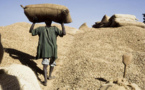 Quand l’arachide sénégalaise retrouve un second souffle