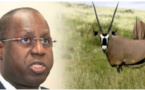 Assemblée nationale / Transfert des gazelles oryx: Le Ministre de l'Environnement Abdou Karim Sall donne des détails