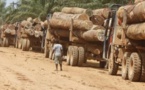 Pillage de la forêt de Casamance: La BBC confirme