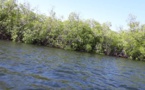 Toubacouta: Une mangrove de 7000 ha, Jorom Bou Mak, une île vieille de 3 siècles, des...