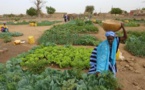 Filière horticole dans le bassin arachidier: Un manque de durabilité des périmètres collectifs, relevé