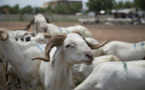 Embargo économique du Mali: Le marché sénégalais sera bien ravitaillé en moutons de Tabaski