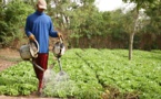 Inquiétudes des producteurs maraîchers de Diogo : Pénurie de carburant et manque d’engrais sur le marché local