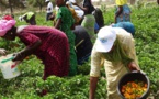 Investissement dans l’agriculture, la jeunesse, l’emploi… : Plus de 500 milliards du Fonds vert pour le Sénégal