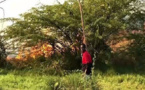 Forêt classée de Mbao : Reportage sur un refuge du grand banditisme