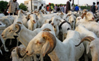 Tabaski de tous les dangers : Macky Sall ordonne un approvisionnement correct en moutons, à des prix accessibles