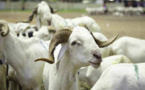 Moutons-approvisionnement du marché : à Thiès ça ne bêle pas fort