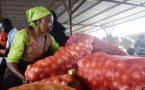 Inflation: Pourquoi le sac d'oignon doit coûter 300.000 F CFA et ce que devraient faire les cultivateurs, selon ce Sénégalais