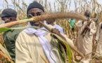 Récolte des champs de mil de Serigne Saliou à Lagane: Samuel Sarr marque sa présence (Photos)