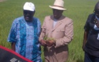 Macky Sall aux producteurs de la vallée : "À partir de 2017, je ne veux plus que le Sénégal importe un kg de riz"