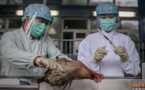 Une victime de la grippe aviaire H7N9 en Chine