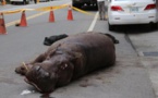 Taïwan : un hippopotame pleure après être tombé d'un camion