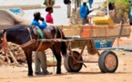 Charretiers au Sénégal : Gardien de traditions et acteurs clés du transport