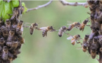 Insolite à Ngandoul Bambara : Des abeilles attaquent les populations du village