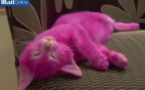 Une star teint son chaton en rose pour une fête, il meurt