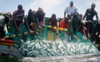 Alerte sur l’approche écosystémique de la pêche sénégalaise : «Le secteur de la pêche est en crise…»