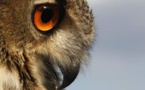 Un hibou qui terrorisait une ville des Pays-Bas enfin capturé