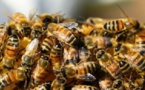 Les abeilles sèment la panique au village de Ndia