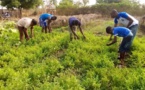 Bambey / Camp agro-écologique de Nguéguèye : Un moyen de lutter contre l’exode rural et l’émigration clandestine des jeunes