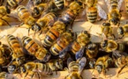 Panique vendredi à Thilogne en plein ziarra : Sortie de son nid, une colonie d’abeilles sème la terreur