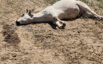 Quatre vaches et un singe retrouvés morts, près des locaux d’une société minière