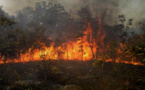 Saraya : Plus de 2 000 hectares du tapis herbacé brûlés par des feux de brousse en 15 jours (eaux et forêts)