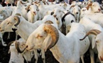 Quelque 14.400 moutons en vente dans le département de Dagana