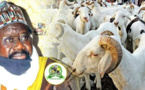 Imam Cheikh Aliou Cissé  a offert plus de 580 moutons pour la Tabaski