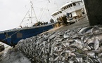 CES GOULOTS QUI ETRANGLENT LE SECTEUR DE LA PECHE