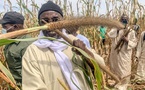 Tribunal de Dakar : Serigne Abo Mbacké, fils de Serigne Cheikh Saliou, au chevet de Samuel Sarr