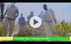 Récolte des champs de mil supervisée par Samuel Sarr, une tradition qui perdure depuis plus de 20 ans.