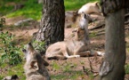 Des puces électroniques pour les loups du Gévaudan