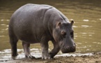 Alerte rouge : L’hippopotame de Gouloumbou refait surface